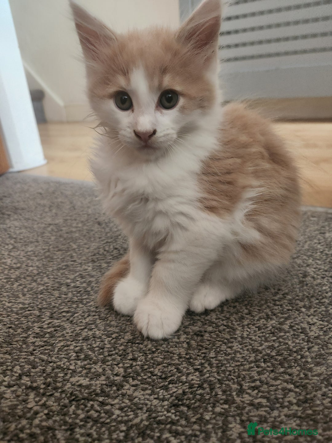 Maine Coon cats for sale: Maine Coon Kittens purebred – READY NOW - Image 37