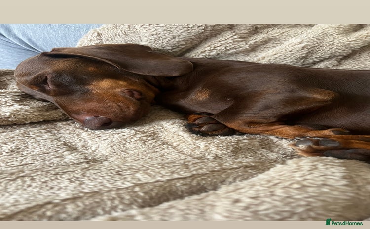 Dachshund dogs - Advert 1