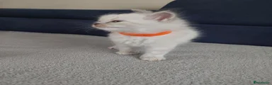 Ragdoll 5