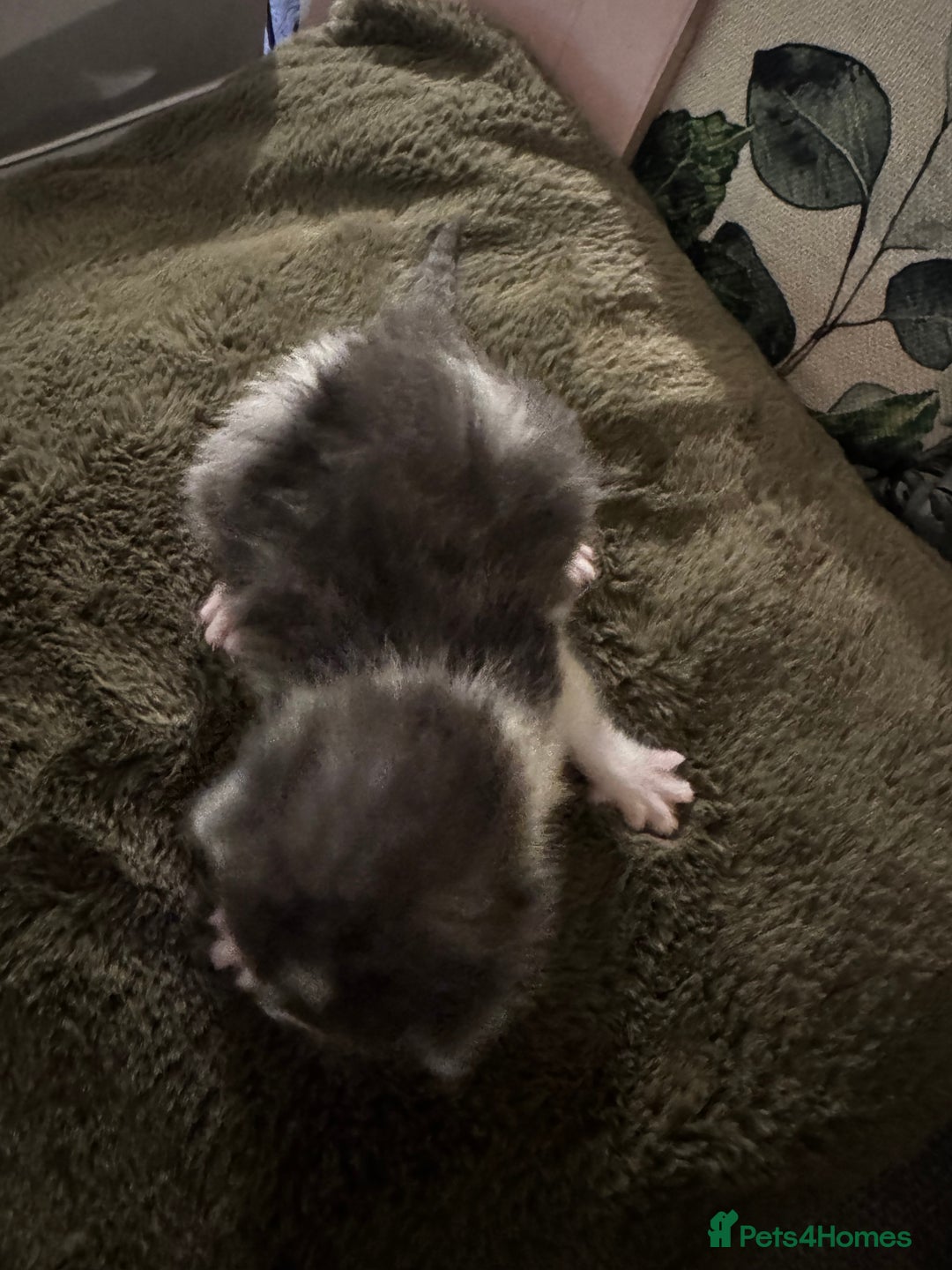 Mixed Breed cats for sale: 4 kittens - Advert 8