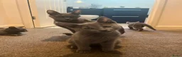 Russian Blue cats for sale: Championship and GCCF Russian blue kittens - Advert 3