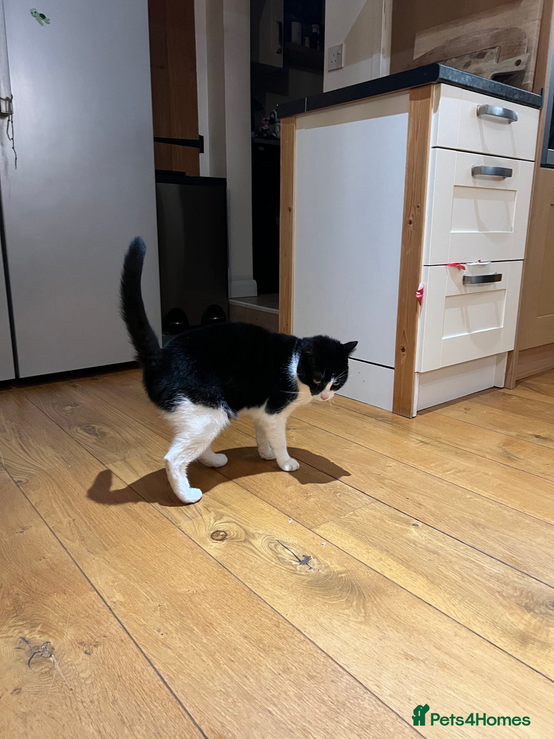 Domestic Shorthair cats for sale: Rehoming our lovely cat, Cosmo 🐾 - Image 3