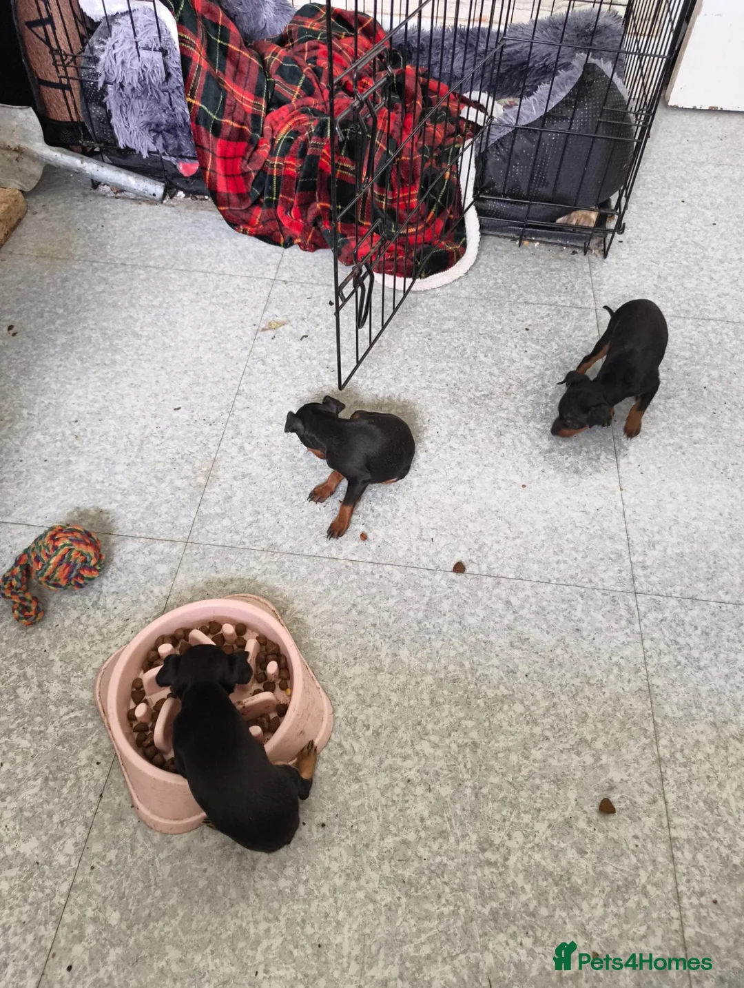 English Toy Terrier dogs for sale: Baby ett puppies for sale  - Advert 15