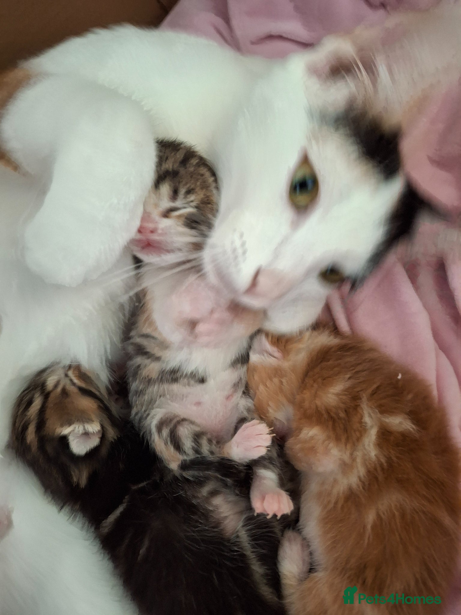 Mixed Breed cats for sale: 2 Beautiful Boys Available  - Advert 2