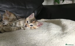 Bengal cats for sale: Cute and fluffy half Bengal kittens  - Image 28