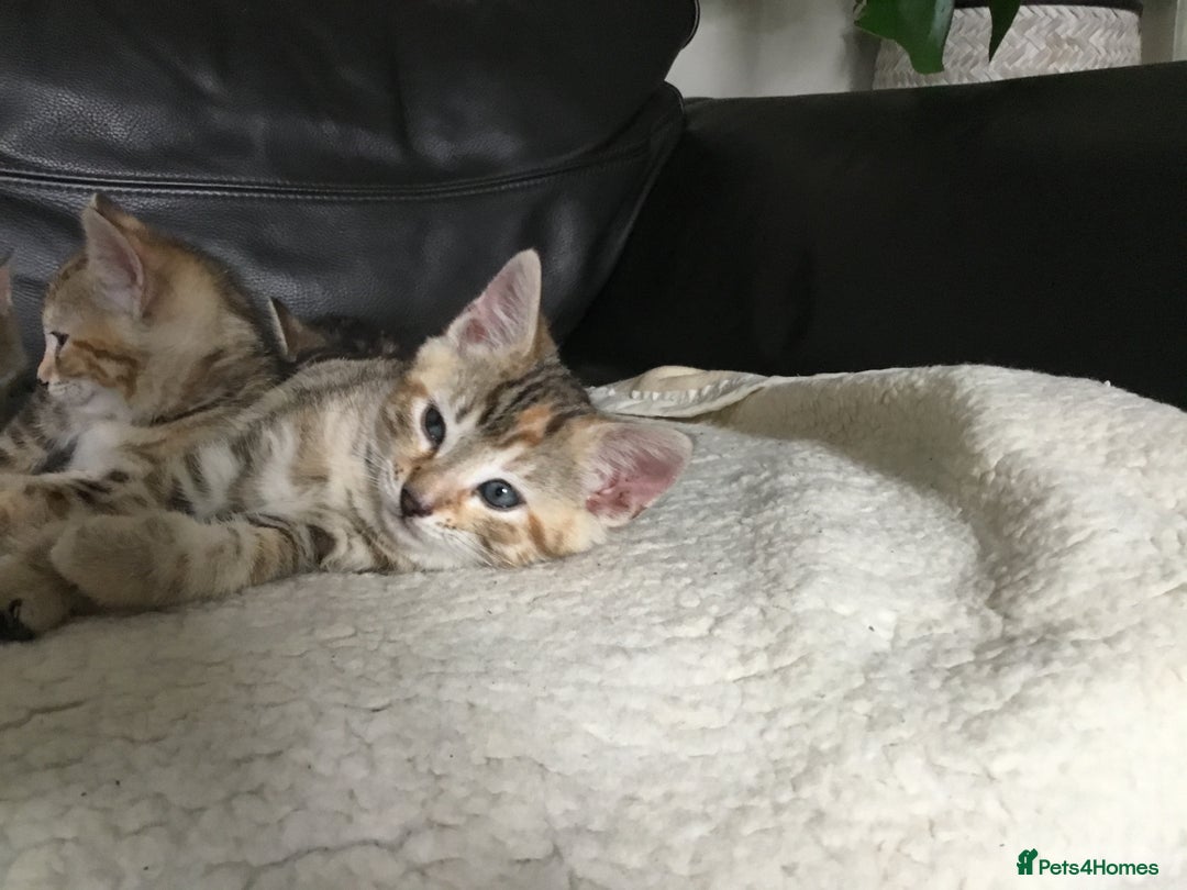 Bengal cats for sale: Cute and fluffy half Bengal kittens  - Image 28