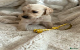 Golden Retriever dogs for sale: Golden retriever puppy Available 🐶🐾🦴  - Image 27