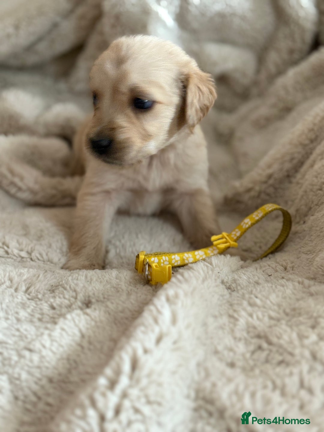 Golden Retriever dogs for sale: Golden retriever puppy Available 🐶🐾🦴  - Image 27
