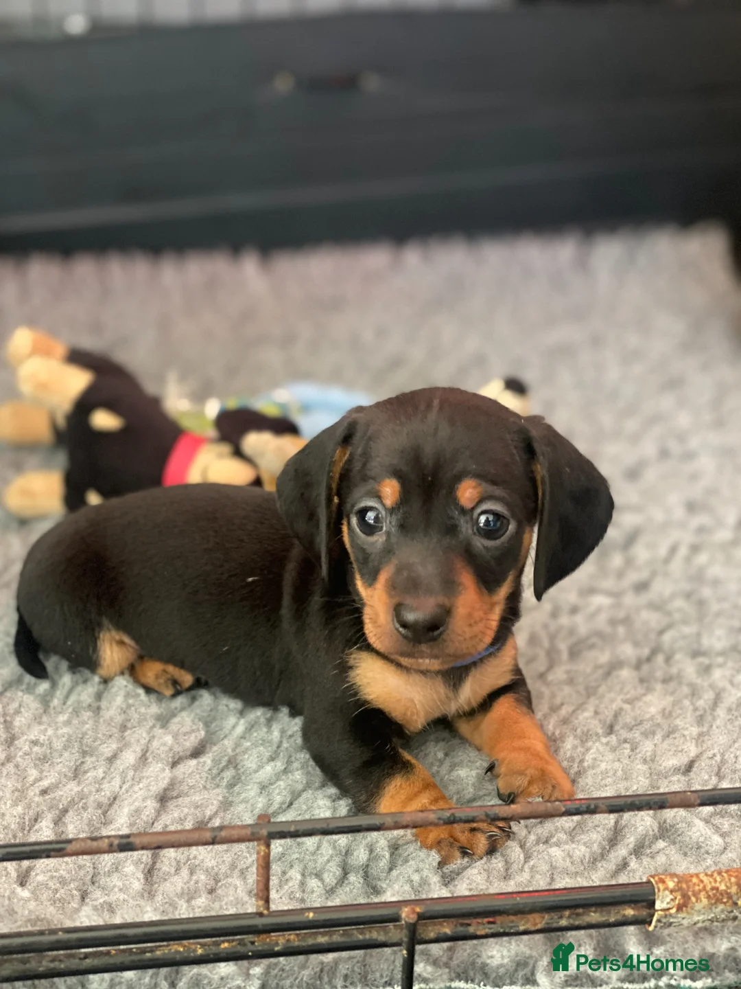 Miniature Dachshund dogs for sale: amazing  miniature dachshunds  - Advert 2