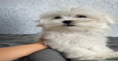Maltese dogs - Advert 11