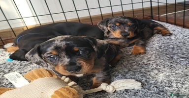 Miniature Dachshund dogs - Advert 14