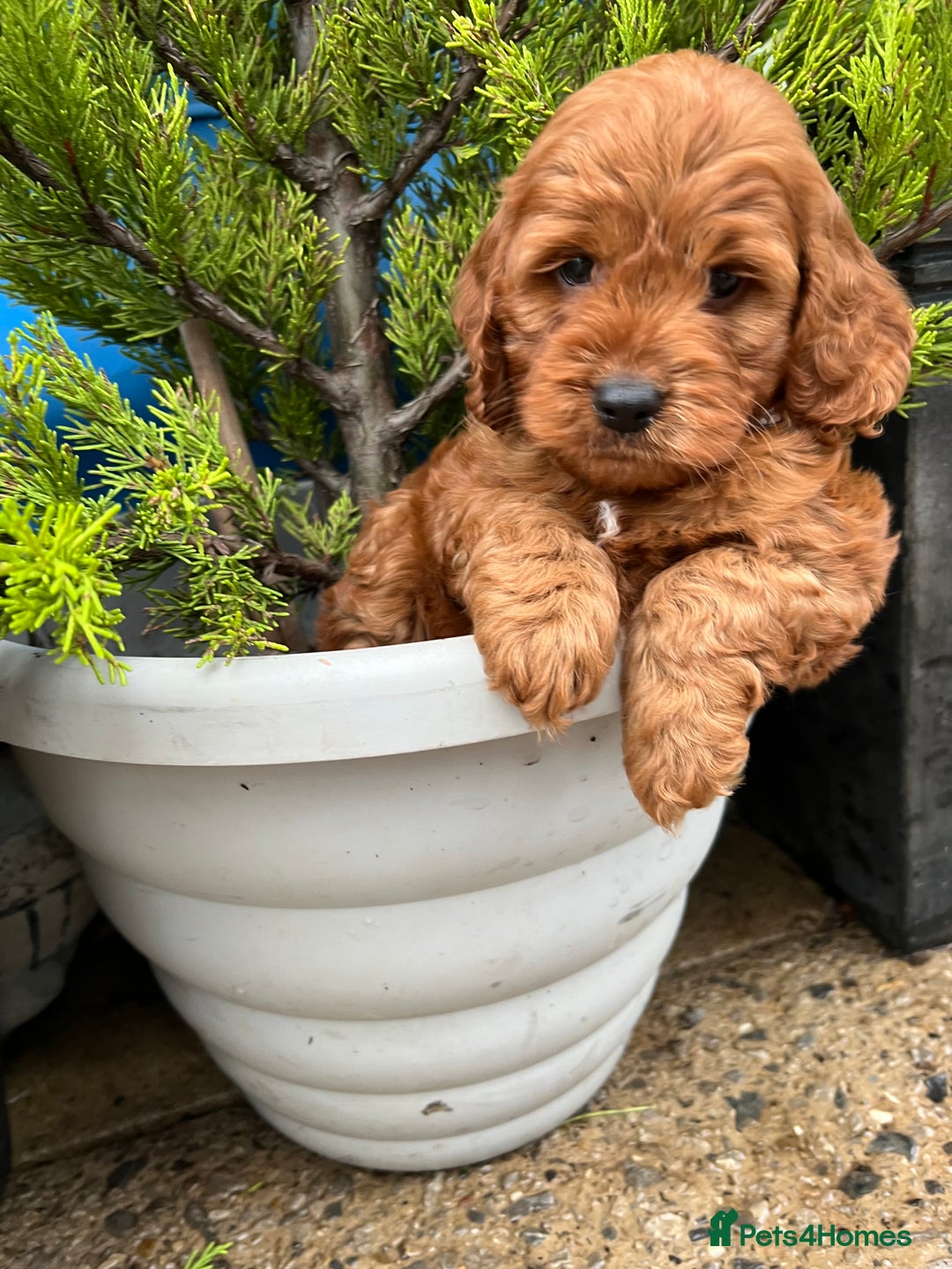 Cockapoo dogs for sale: LAST GIRL!!!!! F1 Cockapoo Puppies!!! - Advert 23
