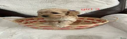Cockapoo dogs for sale: cockapoos - Advert 24