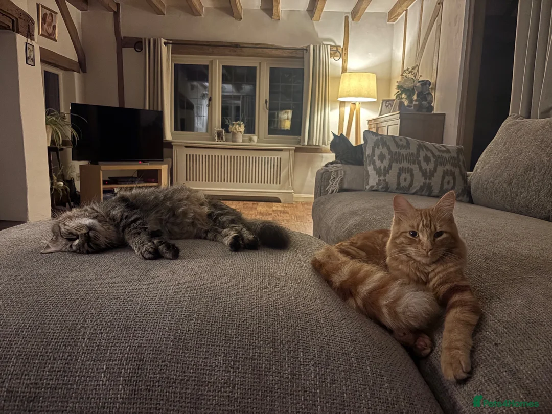 British Longhair cats for sale: Stunning Fluffy Tabby Longhaired  - Advert 18
