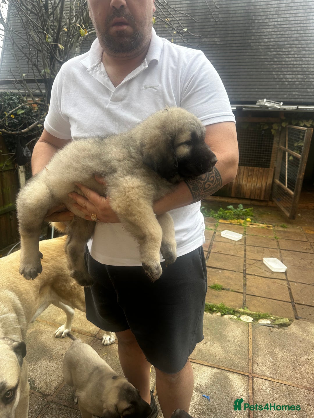 Turkish Kangal dogs for sale: TURKISH KANGAL PUPPIES  - Advert 13
