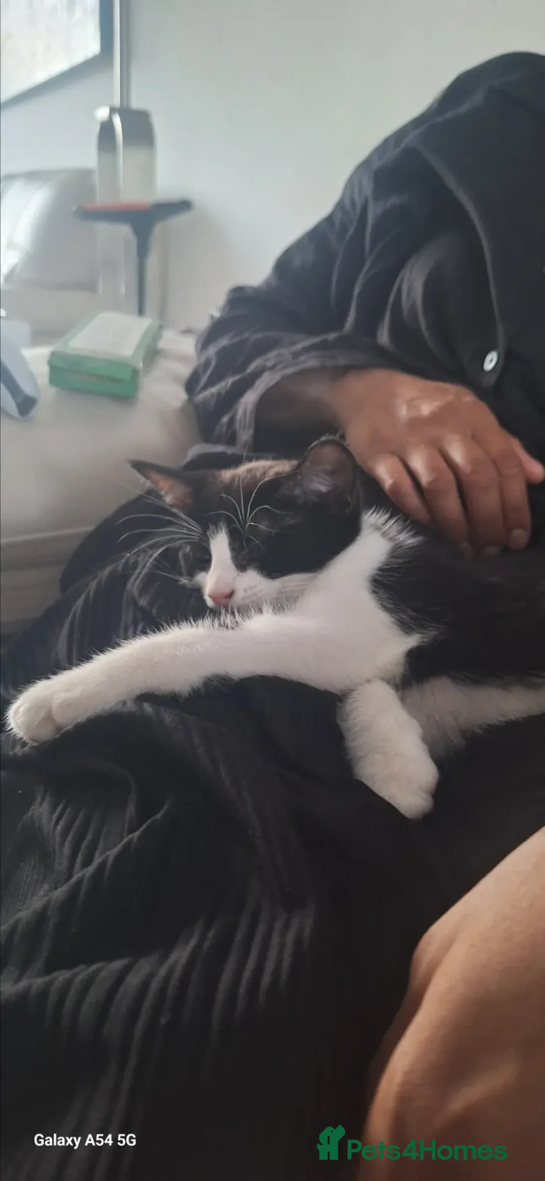 Mixed Breed cats for sale: Adorable Tuxedo Kittens available to Forever homes - Advert 1