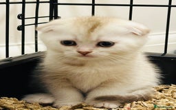 Scottish Fold cats for sale: Scottish Fold kittens - Image 3