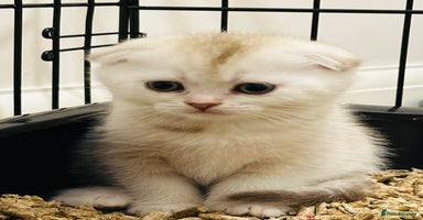 Scottish Fold cats - Advert 4