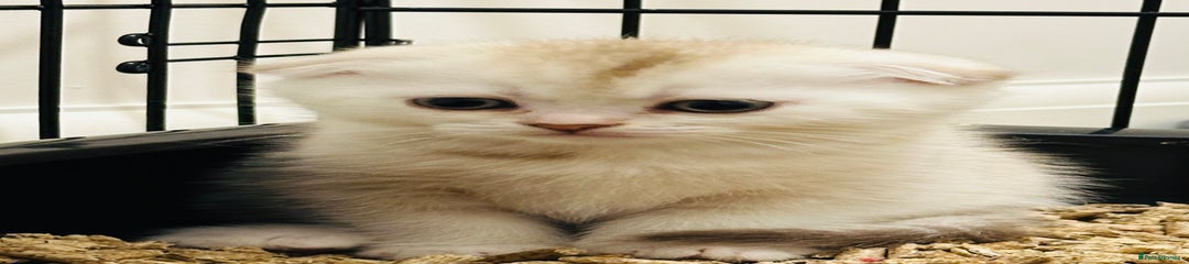 Scottish Fold Kitten 1