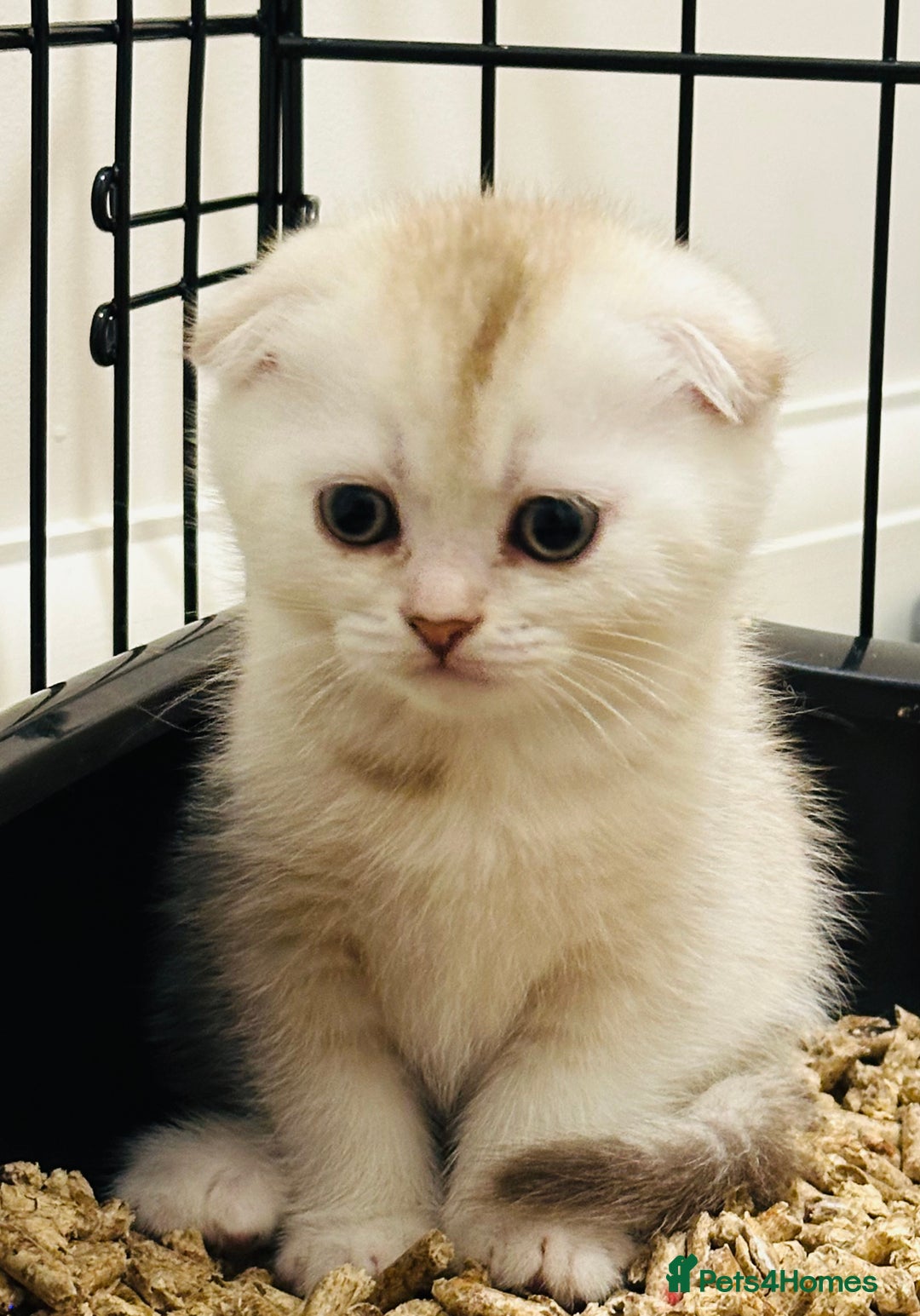 Scottish Fold cats for sale: Scottish Fold kittens - Image 3
