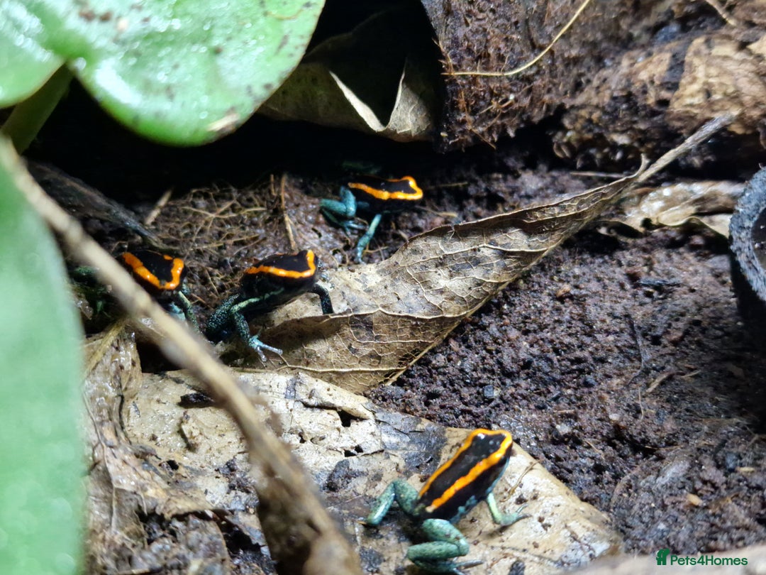 Frog reptiles for sale: Golfodulcean poison dart frogs - Advert 3