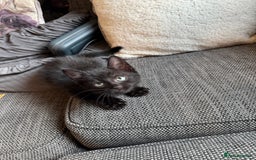 Mixed Breed cats for sale: Kittens ready for new home now  - Image 17