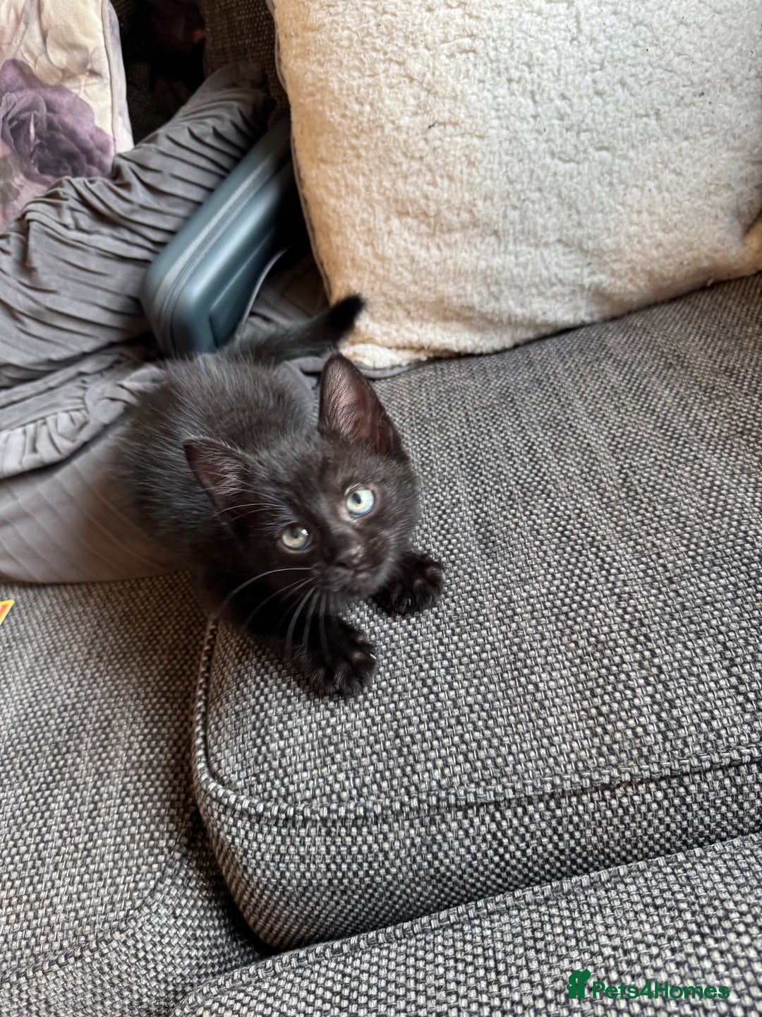 Mixed Breed cats for sale: Kittens ready for new home now  - Image 17