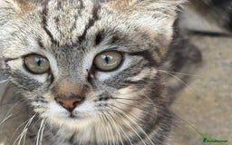 Mixed Breed cats for sale: Cuddly kitty  - Image 1