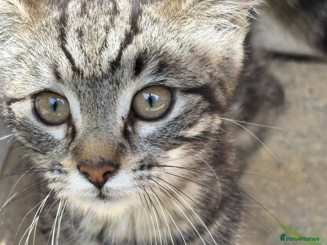 Mixed Breed cats for sale: Cuddly kitty  - Image 1