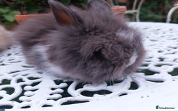 Mini Lop rabbits for sale: PUREBRED DOUBLE/ TEDDY LION HEAD BABIES  - Image 13