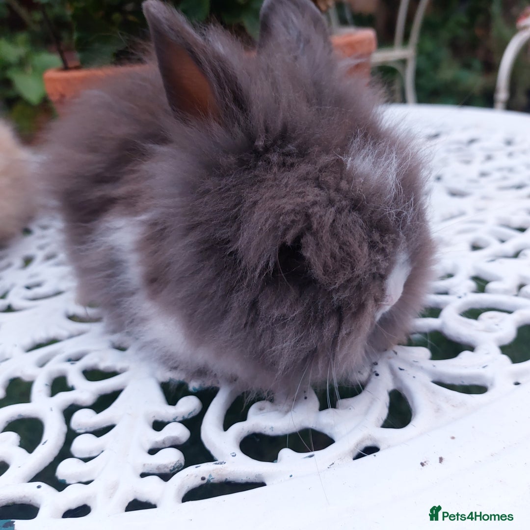 Mini Lop rabbits for sale: PUREBRED DOUBLE/ TEDDY LION HEAD BABIES  - Image 13