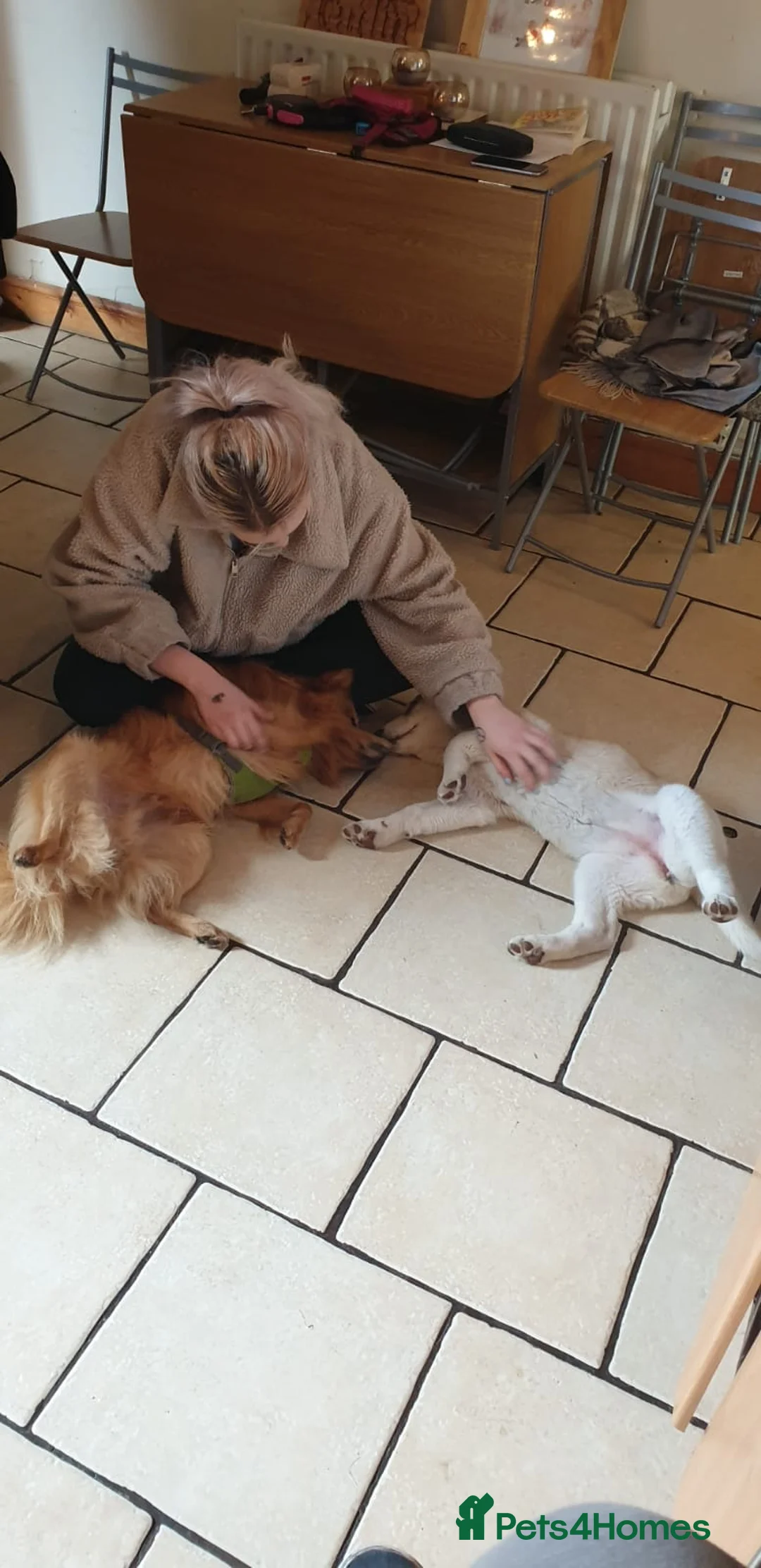 Mixed Breed dogs for adoption: 💙 DEXTER💙: active, playful Pomeranian Cross - Advert 6