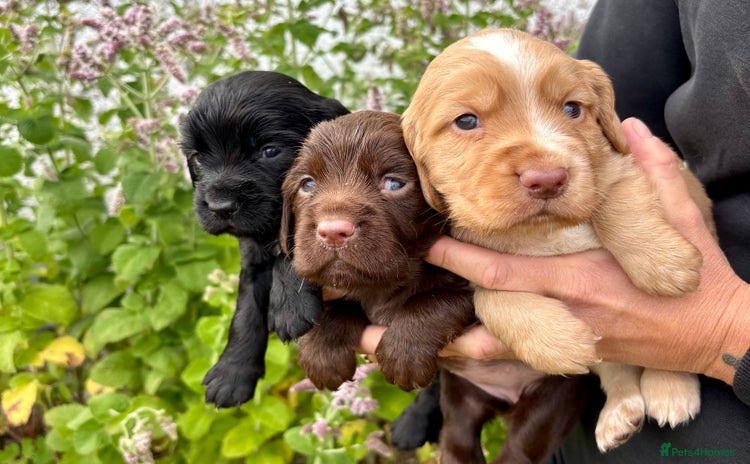 Cocker Spaniel dogs - Advert 4