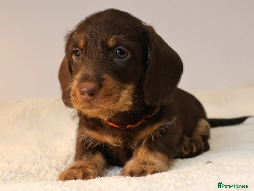 Miniature Dachshund dogs for sale: Choco+Wirehaired+5*Licensed+Kc+Praclear+Vetchecked - Advert 10