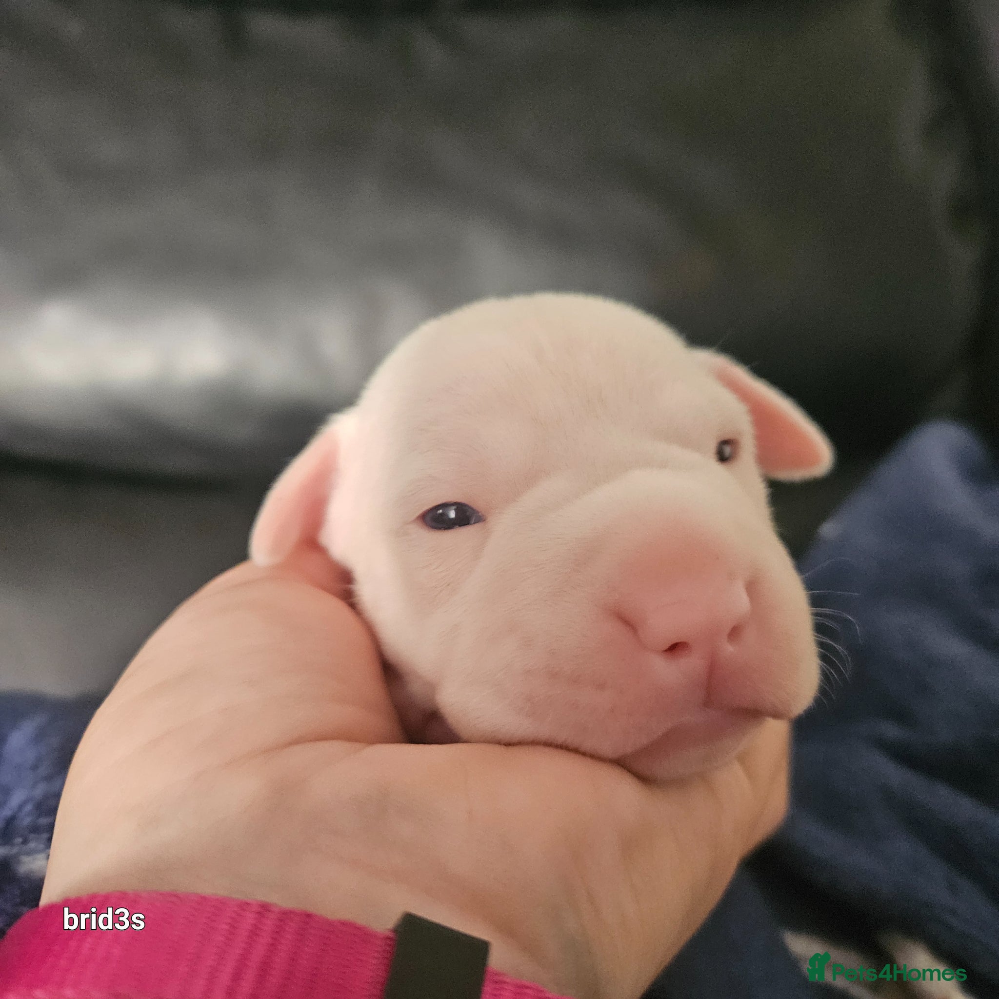 Mixed Breed dogs Bullpei x American bulldog pups - Advert 11