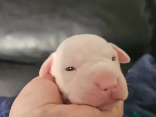 Mixed Breed dogs Bullpei x American bulldog pups - Advert 11