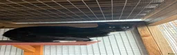 Bombay cats for sale: Two boys and one girl semi feral - Advert 2