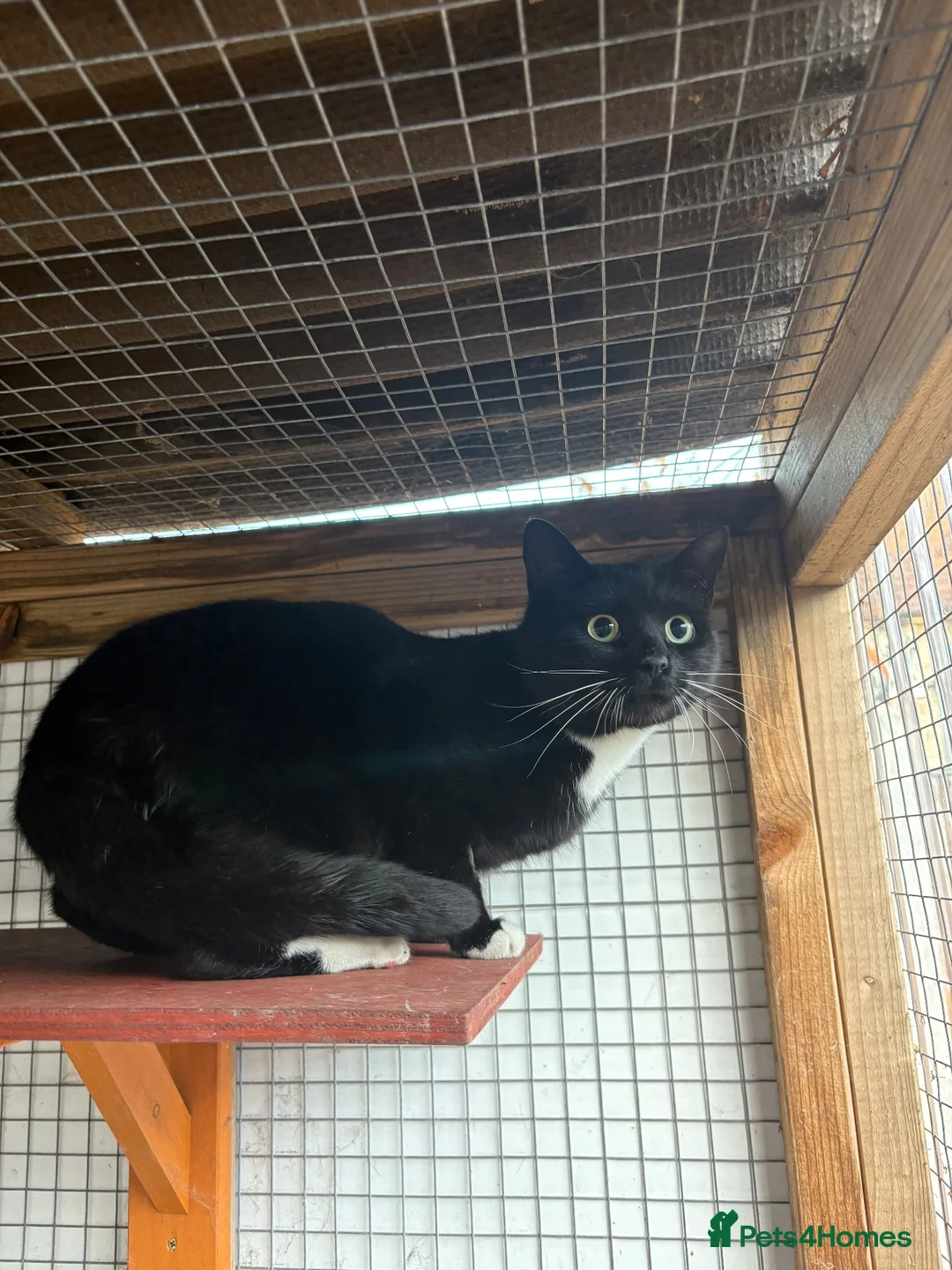 Bombay cats for sale: Two boys and one girl semi feral - Advert 2