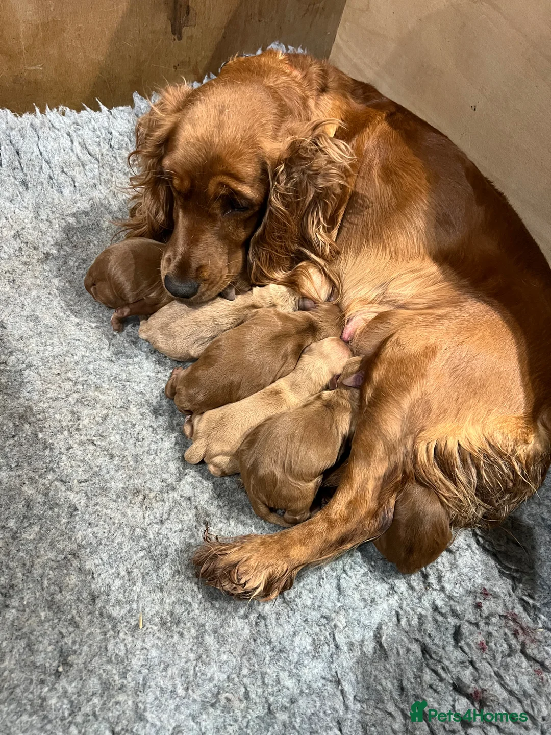 Cockapoo dogs for sale: Delightful F1 Cockapoos  - Advert 1