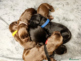 Cocker Spaniel dogs ShowxWorking Cocker Spaniels, DNA HEALTH tested - Advert 2