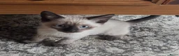 Mixed Breed cats for sale: mixed breed kitten for sale  in Bristol - Advert 2