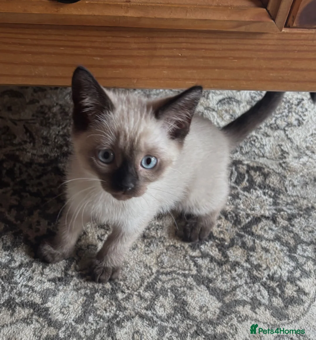 Mixed Breed cats for sale: mixed breed kitten for sale  in Bristol - Advert 2