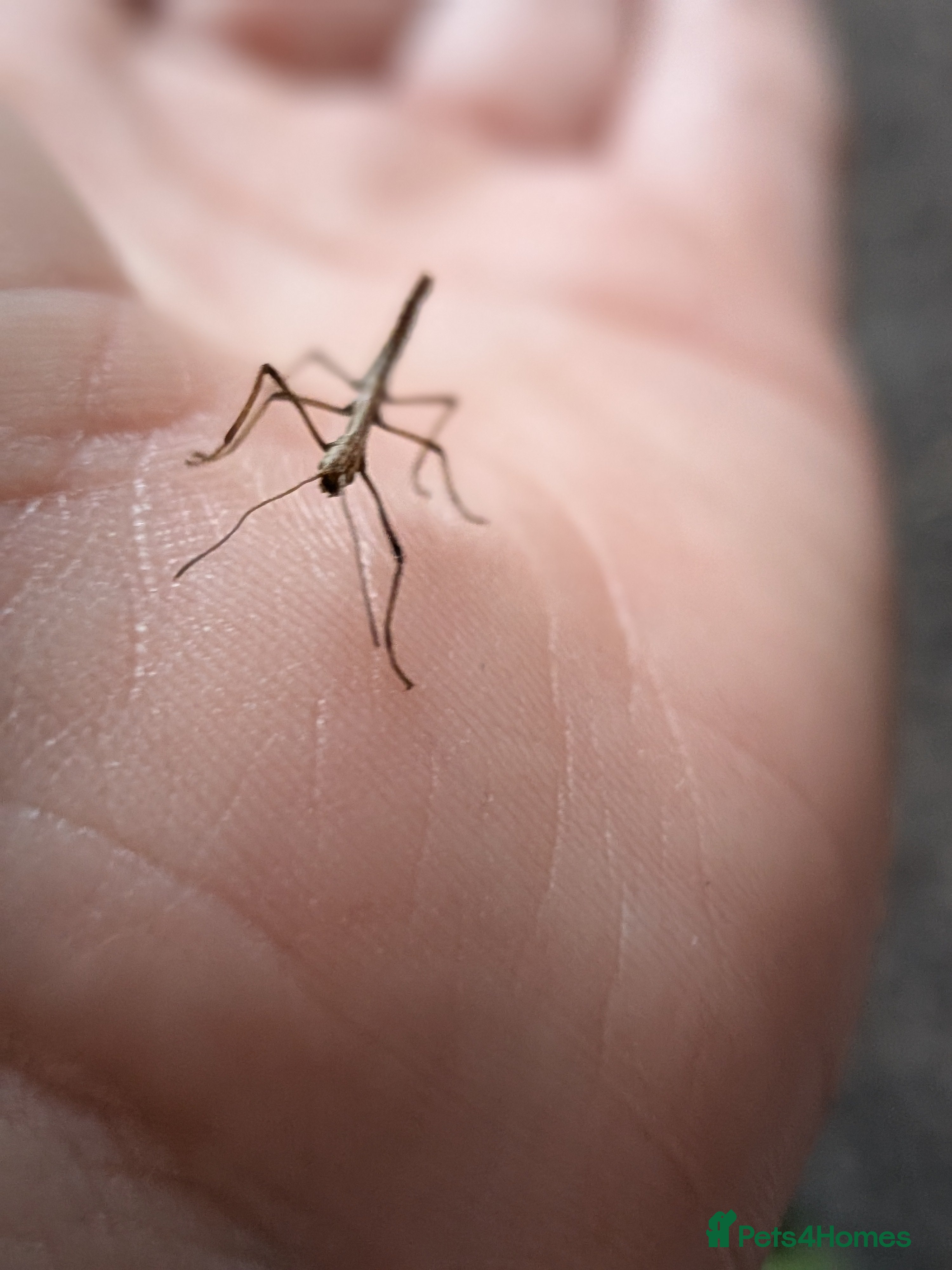 Stick Insects invertebrates Stick Insects £1 each - Advert 2