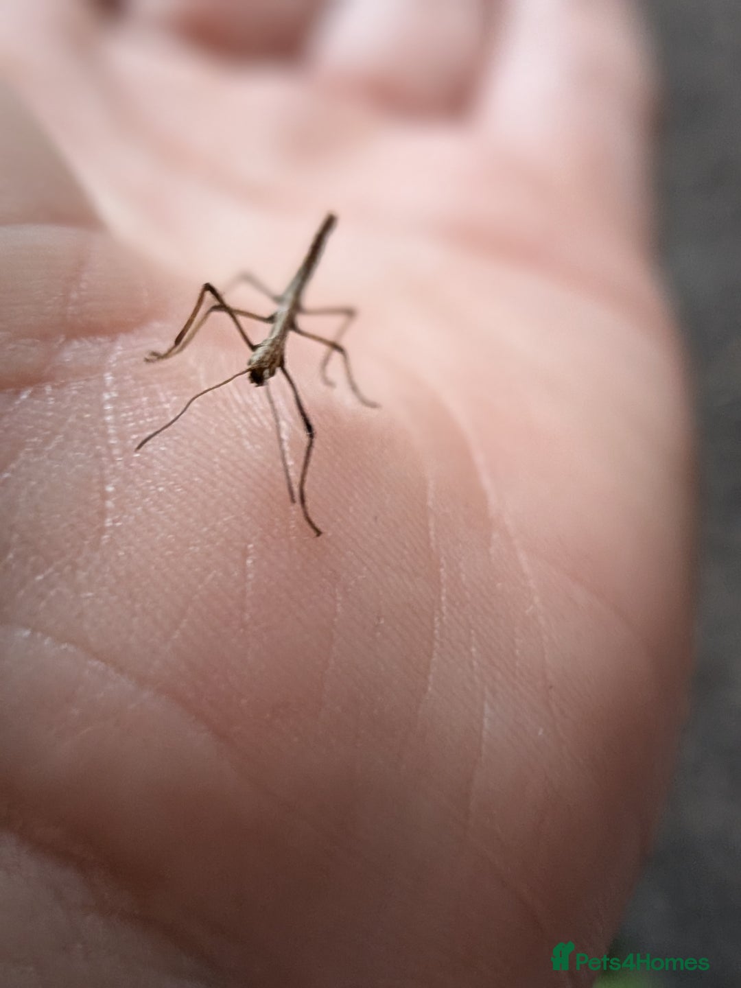 Stick Insects invertebrates for sale: Stick Insects £1 each - Advert 1