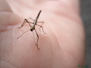 Stick Insects invertebrates Stick Insects £1 each - Advert 19