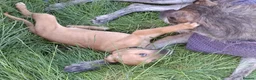 Lurcher dogs for sale: Beautiful Working Stock Female Lurcher Puppy - Advert 6