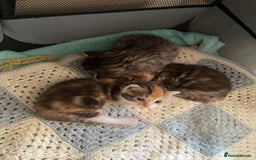 Mixed Breed cats for sale: 3 beautiful kittens looking for their forever home - Image 14