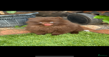 Pomeranian dogs - Advert 6