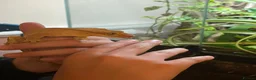 Gecko reptiles for sale: Crested Gecko and BIOACTIVE Exoterra Terrarium - Advert 1