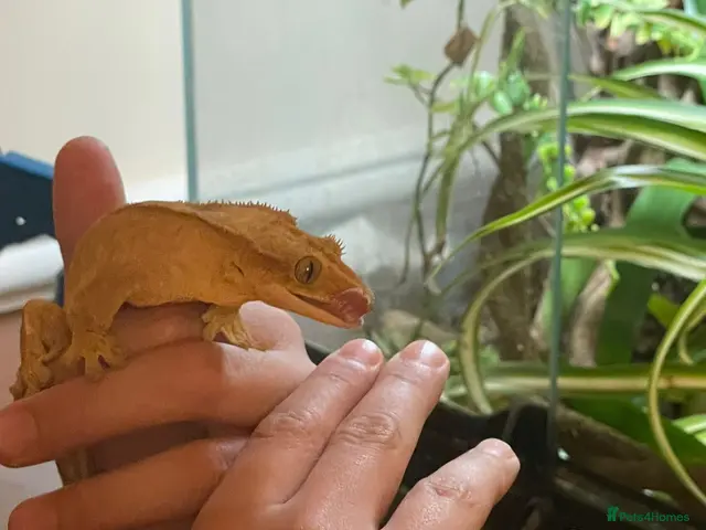 Gecko reptiles Crested Gecko and BIOACTIVE Exoterra Terrarium - Advert 1